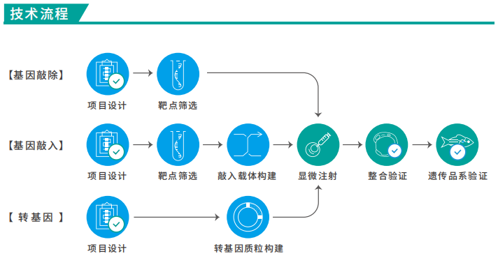 基因编辑技术流程