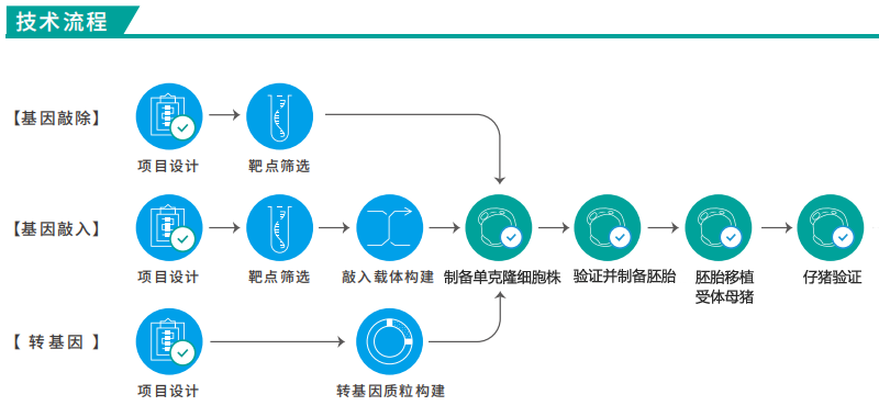 猪基因编辑技术流程